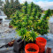 Sugar Black Rose (Delicious Seeds) Cannabis-Samen zu verkaufen