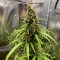 Kaufe Skywalker Haze Samen feminisiert von Dutch Passion