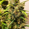 Mexican Airlines Auto (Fast Buds) Cannabis-Samen zu verkaufen