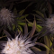 Mimosa EVO (Barney's Farm) Cannabis-Samen zu verkaufen