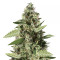 Bruce Banner #3 (BlimBurn Seeds) Cannabis-Samen