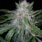 GG#4 Original Glue Auto (Original Sensible Seeds) Cannabis-Samen