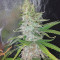 Girl Scout Cookies feminisierte Samen (Garden of Green)