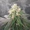 Humboldt Headband feminisierte Samen (Humboldt Seed Company)