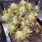 Original Auto Sour Diesel (Fast Buds) Cannabis-Samen