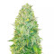 Sativa Mix Samen feminisiert (Herbies Seeds)