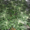 Shogun (RQS) Cannabis-Samen