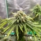 Sweet Critical CBD (00 Seeds)