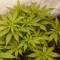 Trippy Sherbert Punch Auto (Big Head Seeds)