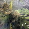 Sugar Breath (Humboldt Seeds Organization) Cannabis-Samen