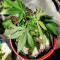 Violet Kush Auto (Garden of Green Seeds) Cannabis-Samen