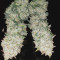 Original Auto AK (Fast Buds) Cannabis-Samen