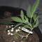 Runtz Gum strain