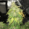Original Auto Russian (Fast Buds) Cannabis-Samen