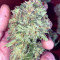 Original Auto AK (Fast Buds) Cannabis-Samen