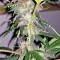 Auto Purple Gorilla (Short Stuff Seeds) Cannabis-Samen
