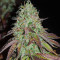 Baklava strain