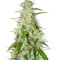 Buddha Deimos Auto regular (Buddha Seeds) Cannabis-Samen