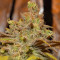 Critical Super Silver Haze (Delicious Seeds)
