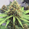 Dinamed CBD Plus (Dinafem Seeds) Cannabis-Samen