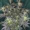 Gelato Auto (Original Sensible Seeds) Cannabis-Samen