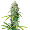 Golden Berry (DNA Genetics) Cannabis-Samen