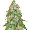 Jack Herer (Sensi Seeds) Cannabis-Samen
