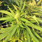 Kali China (Ace Seeds) Cannabis-Samen