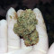Kosher Sorbet (DNA Genetics) Cannabis-Samen