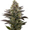 LA Widow (Kera Seeds) Cannabis-Samen