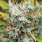 Moby Dick (GHS) Cannabis-Samen