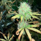 Northern Lights (Seedstockers) Cannabis-Samen