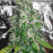 Ripper badazz (Ripper Seeds) Cannabis-Samen