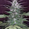 Secret Ducky (Xtreme Seeds) Cannabis-Samen