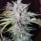 Sweet ZZ (Sweet Z) (RQS) Cannabis-Samen