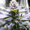 The OG #18 (Reserva Privada) Cannabis-Samen