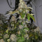 Washing Machine (Ripper Seeds) Cannabis-Samen