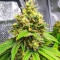 Bruce Banner Fast Version feminisierte Samen (EGS)