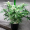 Diesel Berry Auto (Auto Seeds) Cannabis-Samen