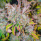 Grand Daddy Purple Fast Version feminisierte Samen (EGS)