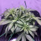 O.G. Kush Autoflower feminisierte Samen (Seedstockers)
