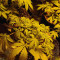 Quick Gorilla (Dinafem Seeds) Cannabis-Samen