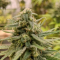 LSD Cannabis-Samen Kaufen