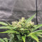 Bruce Banner #3 Auto Cannabis-Samen Kaufen