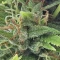 LSD Cannabis-Samen Kaufen
