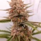 Gorilla Cookies Auto (Fast Buds) Cannabis-Samen zu verkaufen