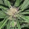 LSD-25 Auto (Fast Buds) Cannabis-Samen zu verkaufen