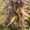 Caramelo Early Version (Delicious Seeds) Cannabis-Samen