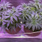 Mimosa EVO (Barney's Farm) Cannabis-Samen zu verkaufen