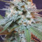 Gorilla Z (Barney's Farm) Cannabis-Samen zu verkaufen